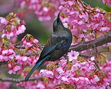 Tui In The Cherry