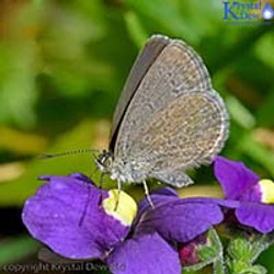 The Common Blue Butterfly