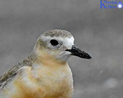 New Zealand Dotterel