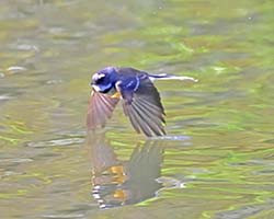 Fantails Over The Water