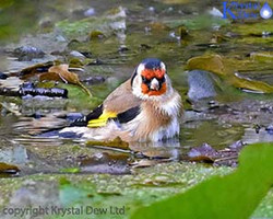 Bathtime At Pukekura Park