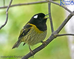 Birds At Zealandia