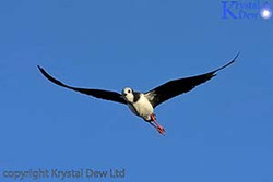 Birds At The Waiwhakaio River Mouth