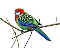 Eastern Rosella