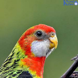 Eastern Rosellas In The Flax