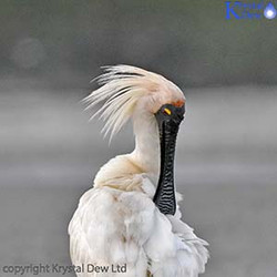 Royal Spoonbill