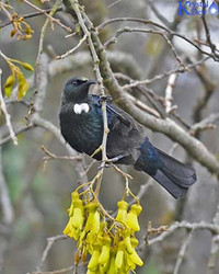 Tui In The Kowhai