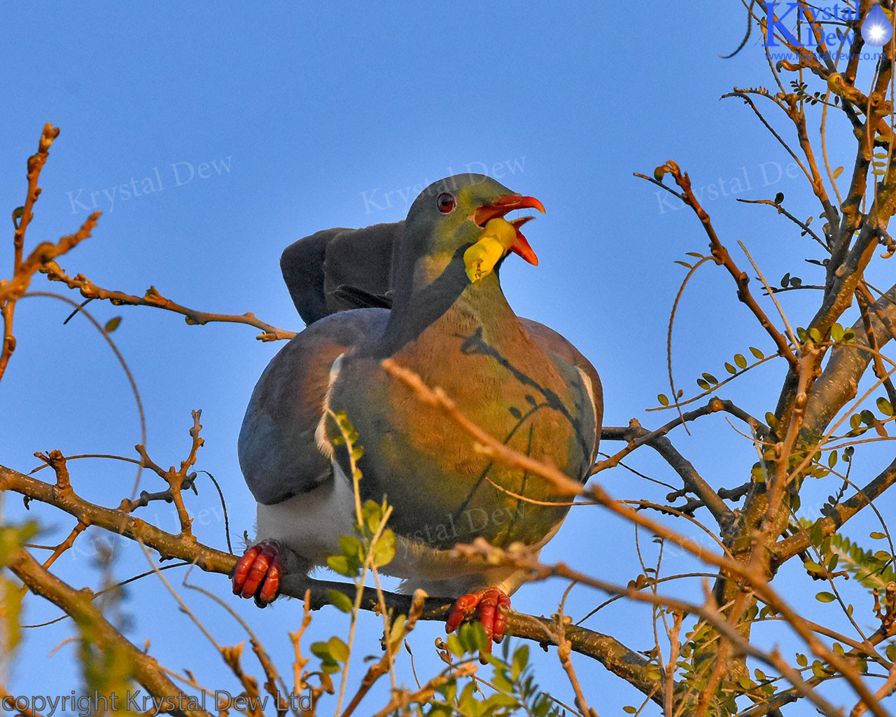 Kereru Eating A Kowhai Flower
