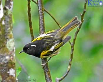 Hihi (Stitchbird)