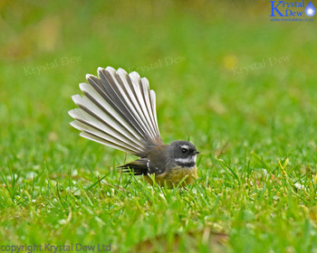 Fantail In The Grass