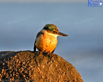 NZ Sacred Kingfisher