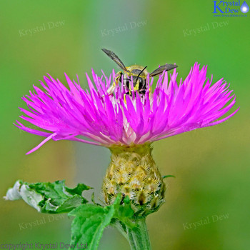 Wool Carder Bee on knapweed