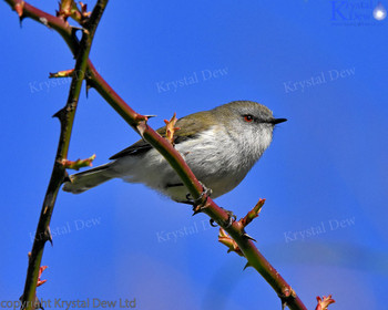 Grey Warbler