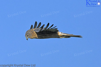 Swamp Harrier