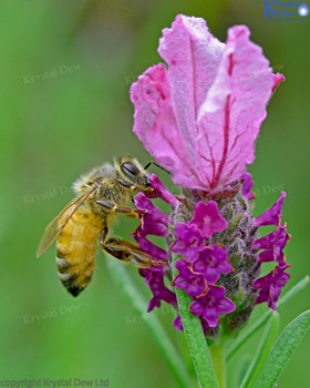 Honey Bee on lavender