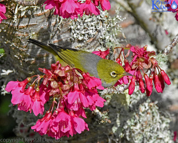 Silvereye In The Cherry