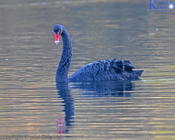 Black Swan