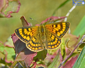 Glade Copper Butterfly