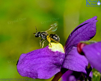 New Zealand native bee on nemesia aromatica flower