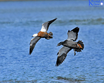 Pair Of Paradise Shelduck