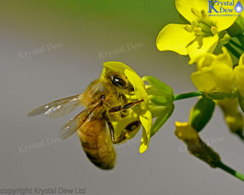 Honey bee on Bok Choi flower
