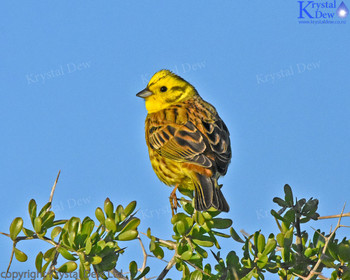 Yellowhammer