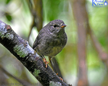 North Island Robin