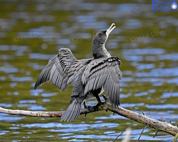 Little Black Shag