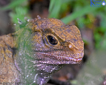 Tuatara