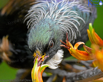 Tui In The Flax