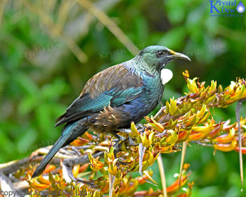 Tui In The Flax