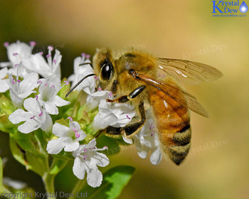 Bee On Oregano