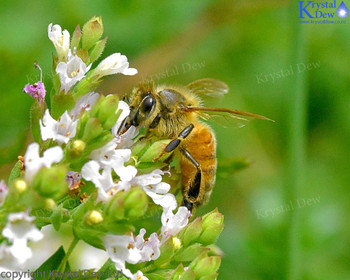 Honey Bee On Oregano