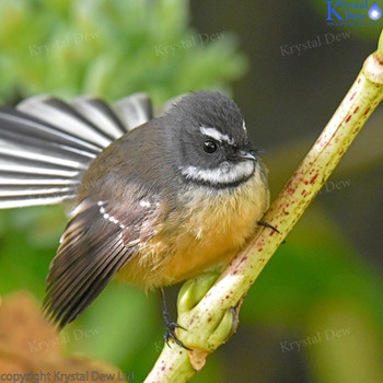 Fantail