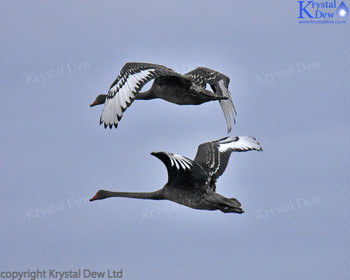 Black Swans In Flight