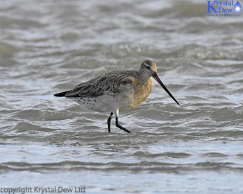 Bar Tailed Godwit