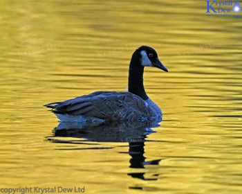 Canada Goose