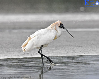 Royal Spoonbill