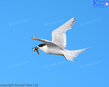 White Fronted Tern