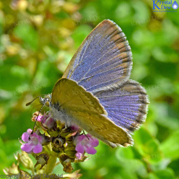 Common Blue Butterfly on thyme