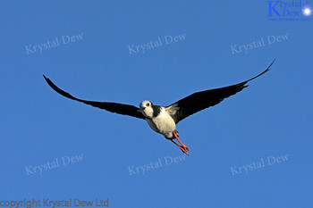 Pied Stilt In Flight