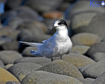 White Fronted Tern