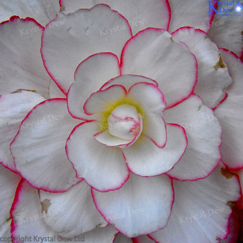 Pink Begonia