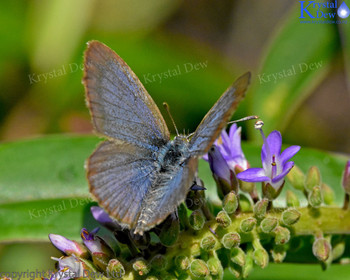 Blue Butterfly On Hebe