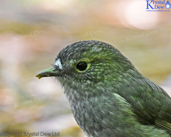 North Island Robin