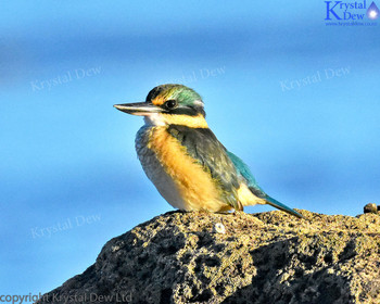 Kingfisher On The Rocks