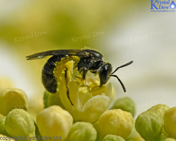 NZ Native Bee