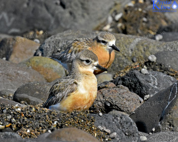 New Zealand Dotterel