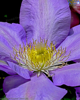 Clematis Flower Portrait