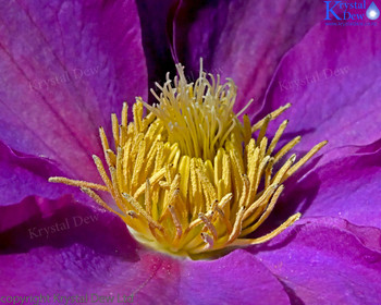 Clematis Flower Opening Up